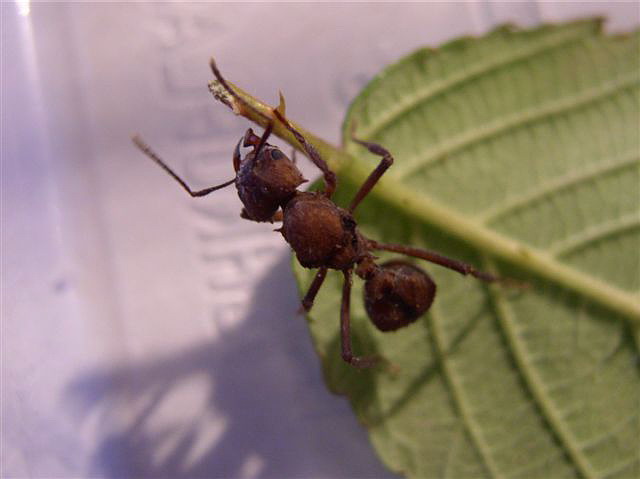 Acromyrmex octospinosus