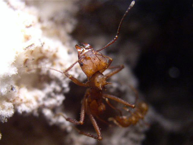 Acromyrmex octospinosus