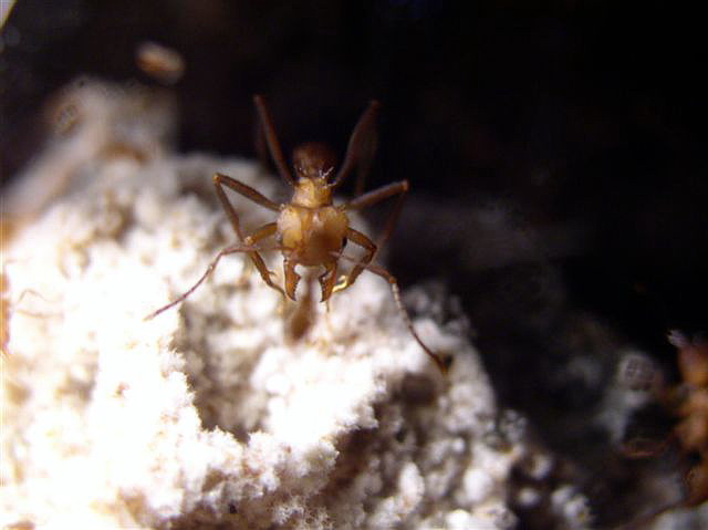 Acromyrmex octospinosus