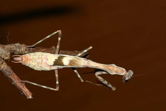 Parasphendale affinis