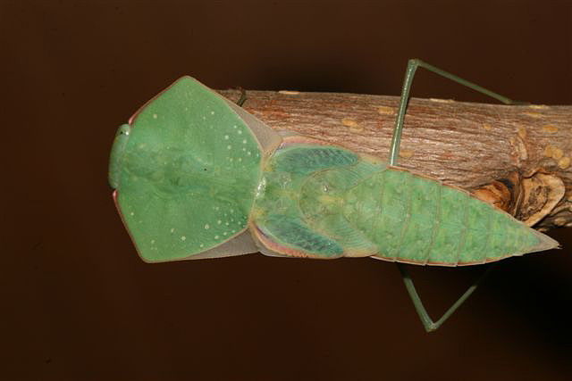 Asiadodis yunnanensis