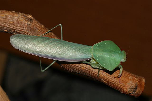 Asiadodis yunnanensis