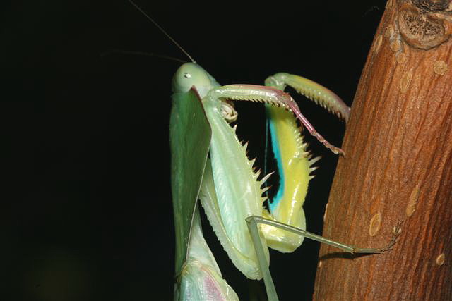 Asiadodis yunnanensis