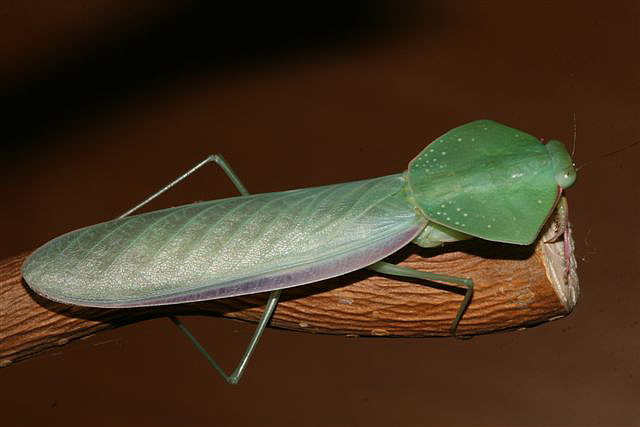 Asiadodis yunnanensis