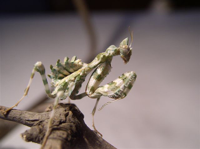 Blepharopsis mendica