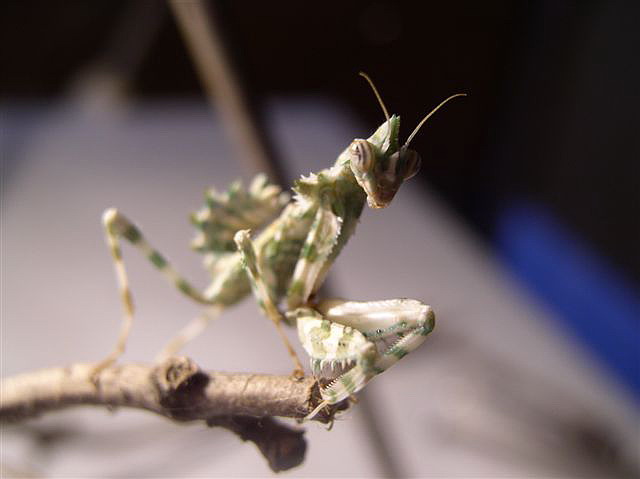 Blepharopsis mendica