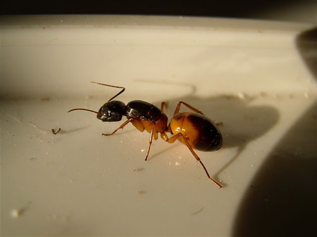 Camponotus sanctus