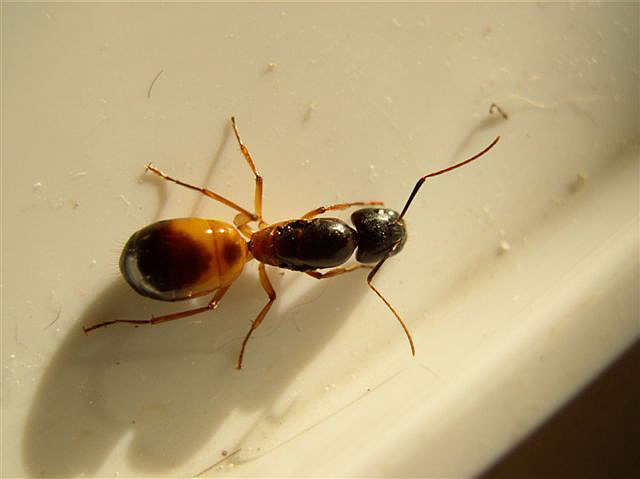 Camponotus sanctus