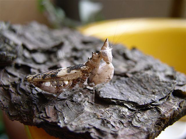 Ceratomantis saussurii