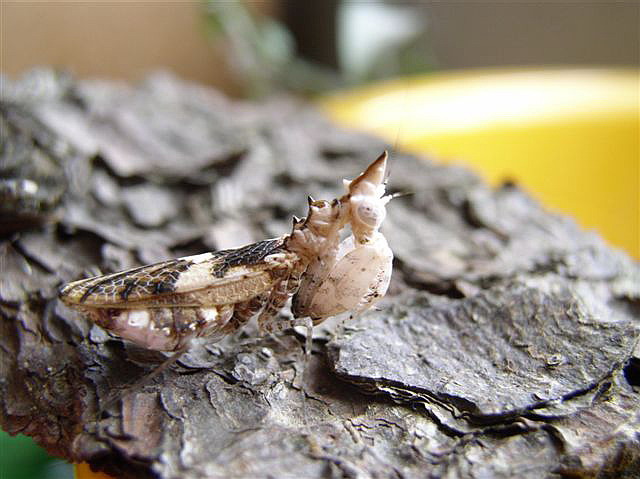 Ceratomantis saussurii