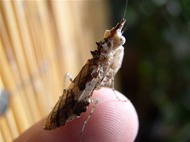 Ceratomantis sp.(Thajsko)