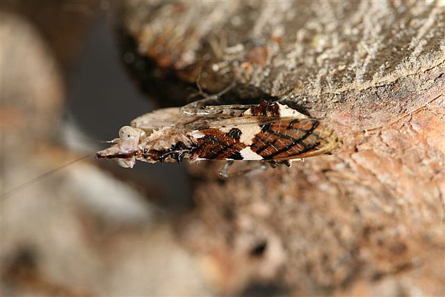 Ceratomantis sp.(Thajsko)