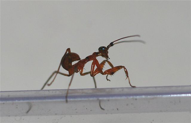 Chloroharpax modesta