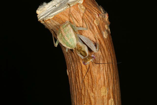 Chloroharpax modesta