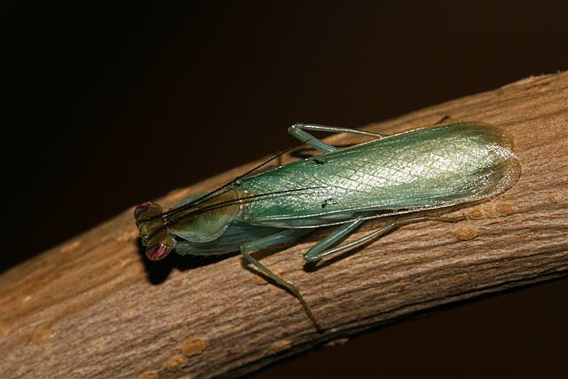 Chloroharpax modesta