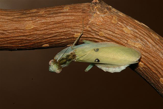 Chloroharpax modesta