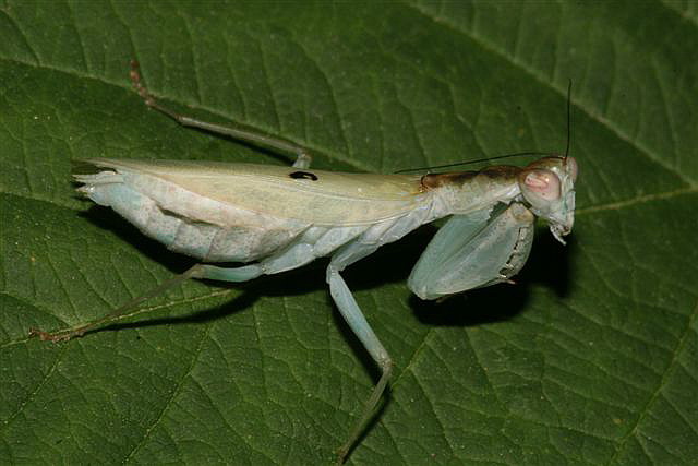 Chloroharpax modesta