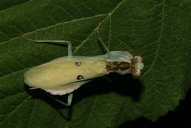 Chloroharpax modesta