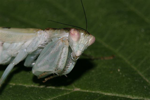 Chloroharpax modesta