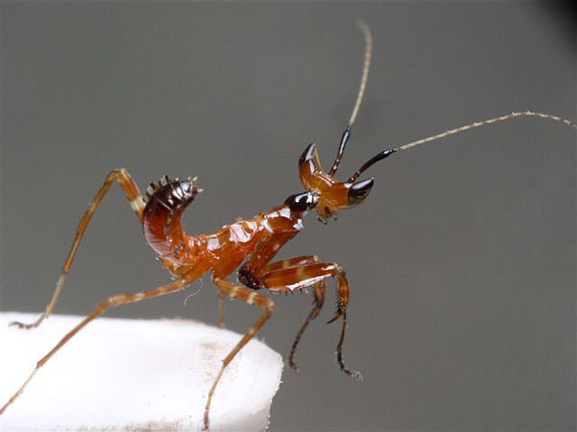 Creobroter sp.(Thajsko)