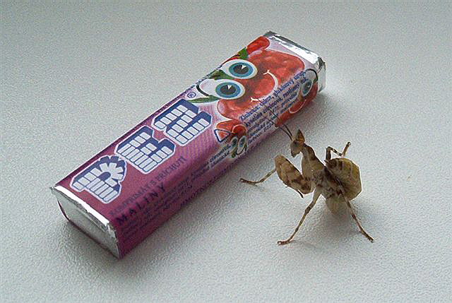 Creobroter pictipennis