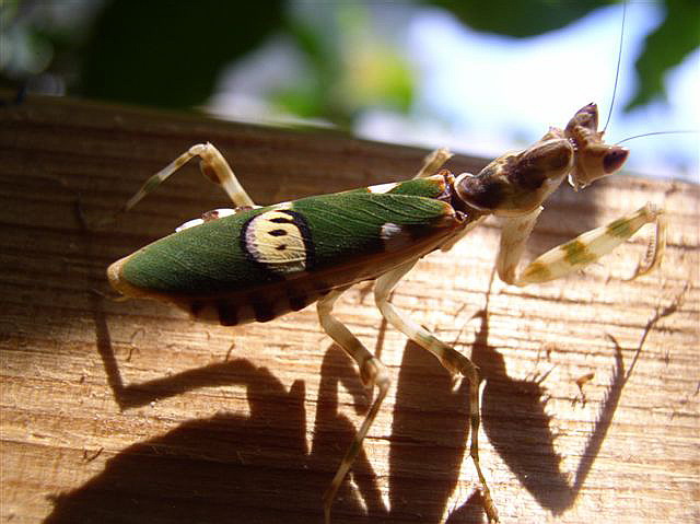 Creobroter sp.(Thajsko)