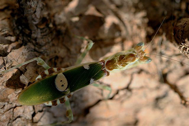 Creobroter sp.(Thajsko)