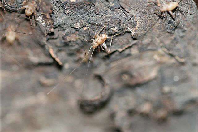 Phaeophilacris bredoides