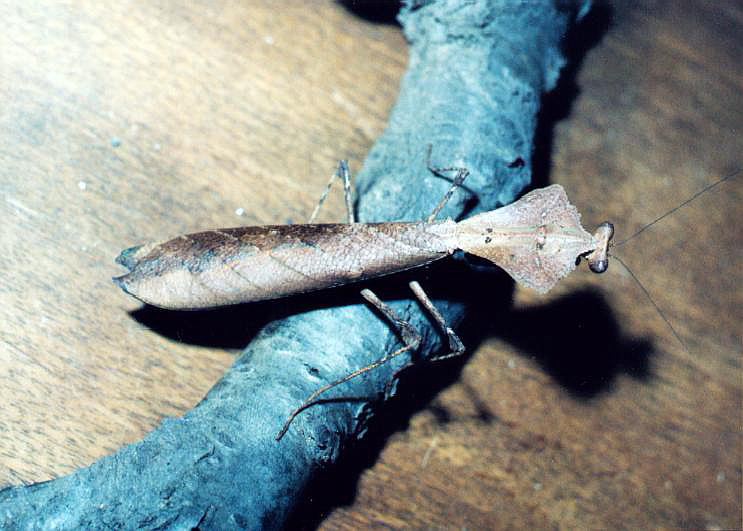 Deroplatys dessicata