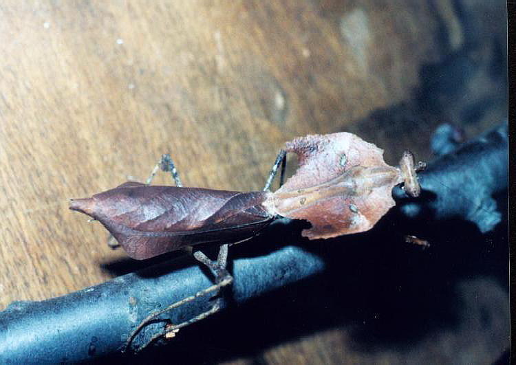 Deroplatys dessicata