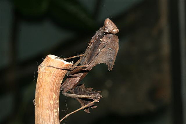 Deroplatys dessicata
