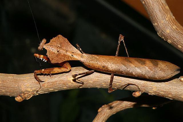 Deroplatys dessicata