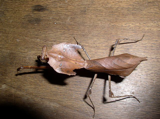 Deroplatys dessicata