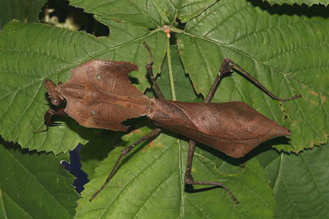 Deroplatys dessicata