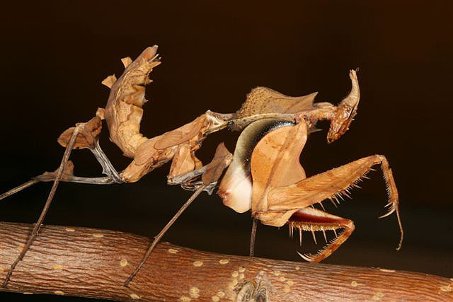 Idolomantis diabolica