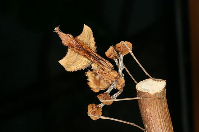 Idolomantis diabolica