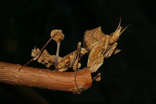 Idolomantis diabolica