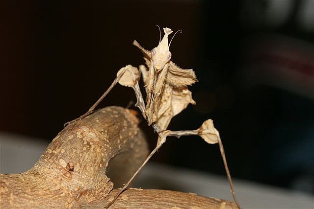 Idoloantis diabolica