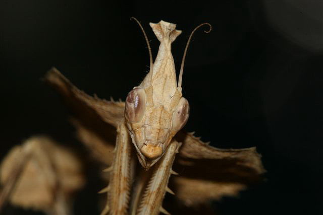 Idolomantis diabolica