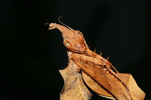 Idolomantis diabolica