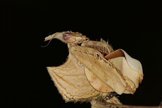 Idolomantis diabolica