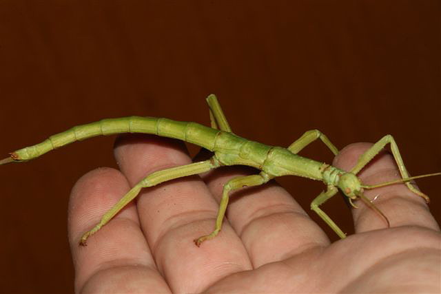 Diapherodes gigantea