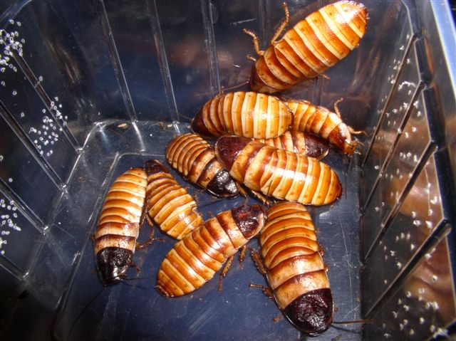 Elliptorhina chopardi