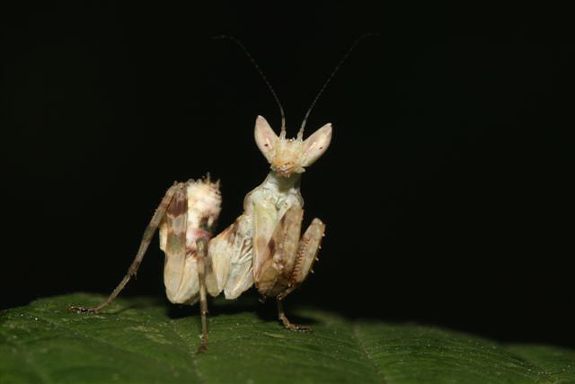Creobroter elongata