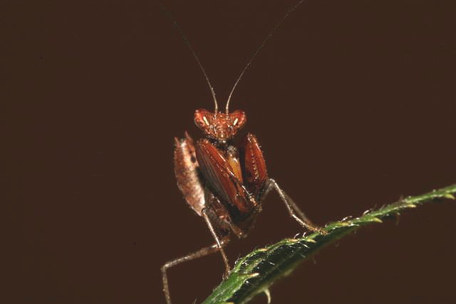 Ephestiasula sp.(Indie)