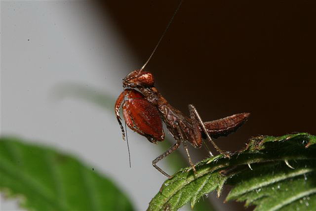 Ephestiasula sp.(Indie)