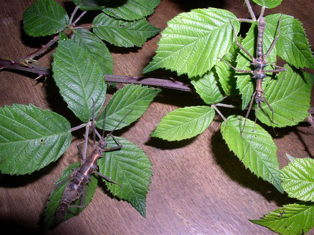 Epidares nolimetangere