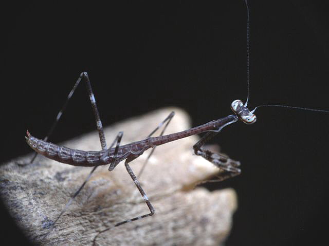 Euchomenella macrops