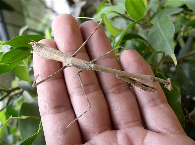 Euchomenella macrops