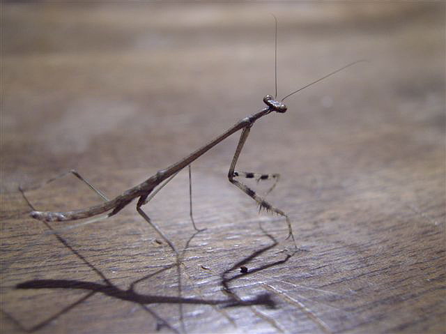 Euchomenella macrops.